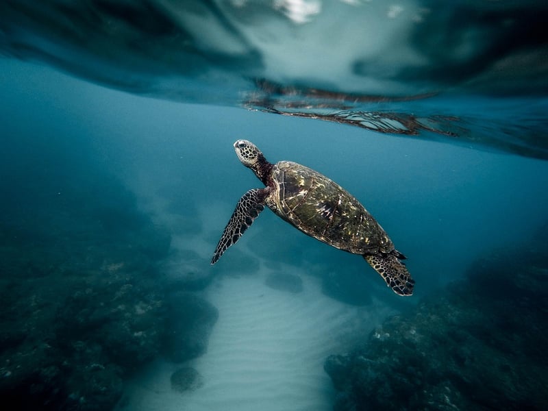 Marine Life Exploration